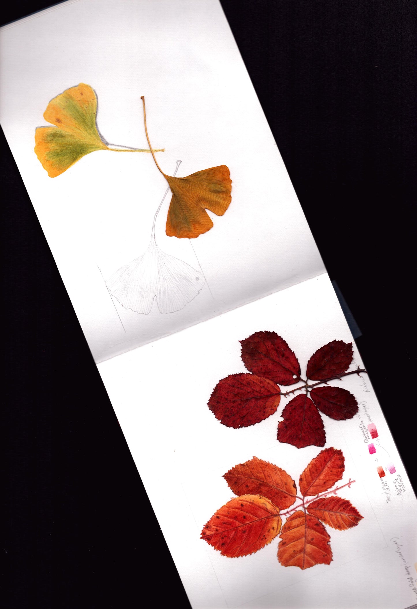 Stage 3 jours - 11,12,13 juillet 2026 - Portraits botaniques, aquarelle et dessin