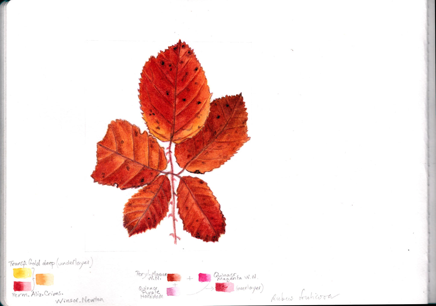 STAGE DE 2 JOURS -18 et 19 Octobre 2025 - Portraits botaniques Les Feuilles - Aquarelle et dessin