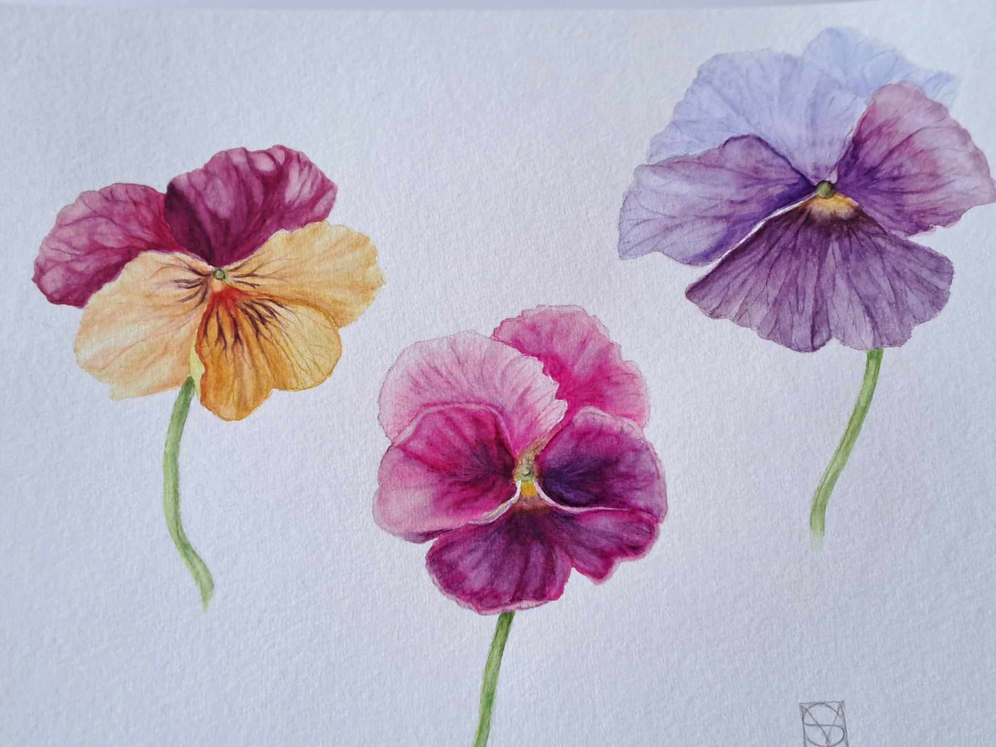 COURS 20 SEPTEMBRE 2025 de 13h à 18h - Portraits botaniques, aquarelle et dessin.