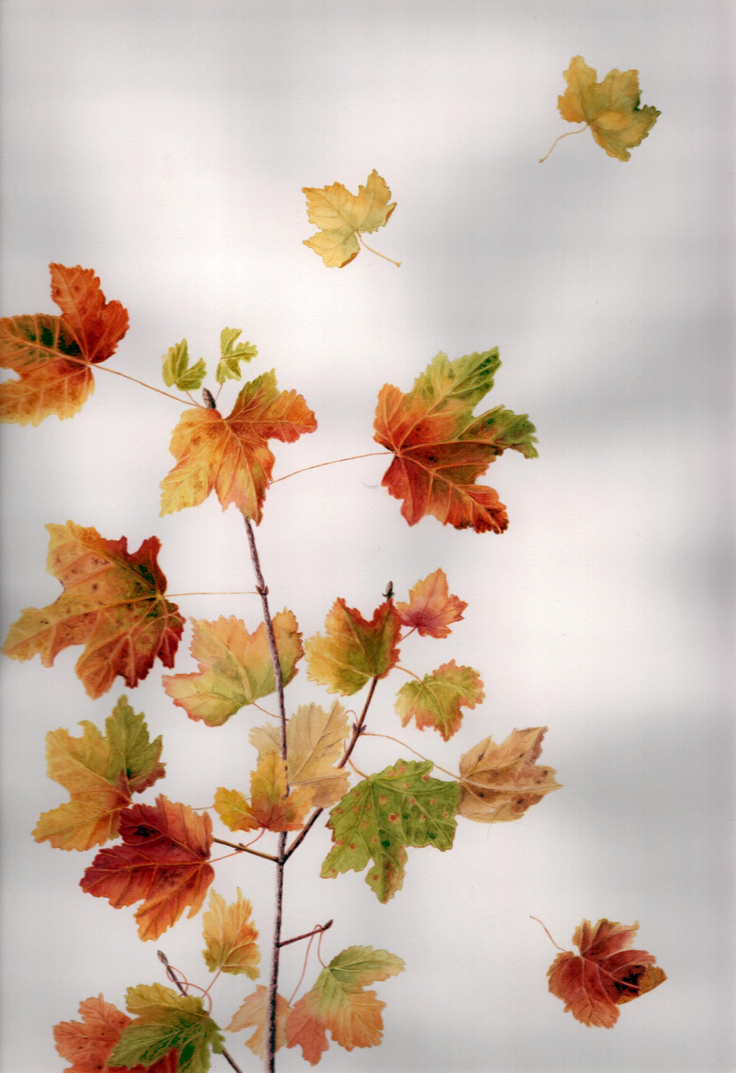 STAGE DE 2 JOURS -18 et 19 Octobre 2025 - Portraits botaniques Les Feuilles - Aquarelle et dessin