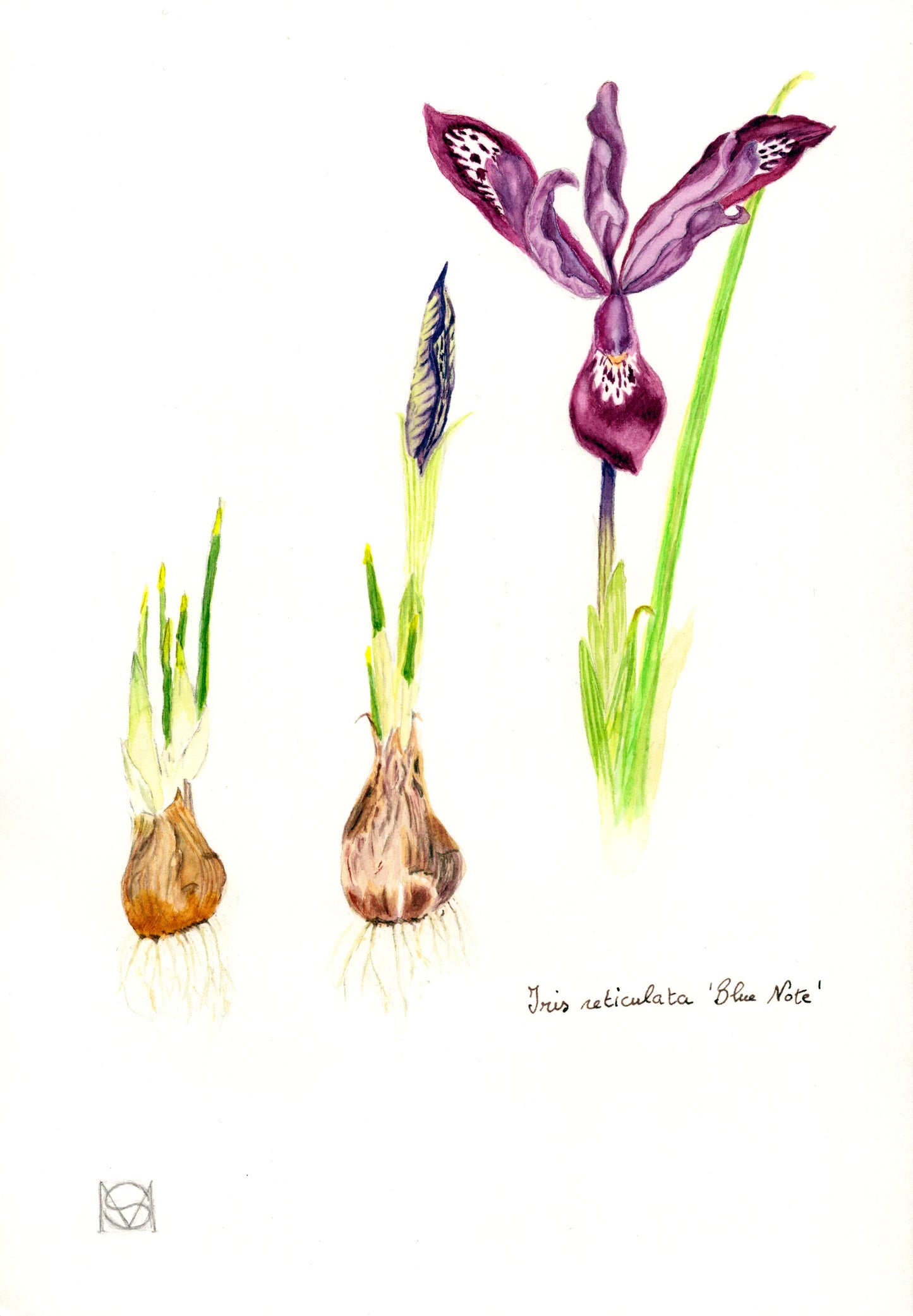 COURS 28 JUIN 2025 de 13h à 18h -Portraits botaniques, aquarelle et dessin