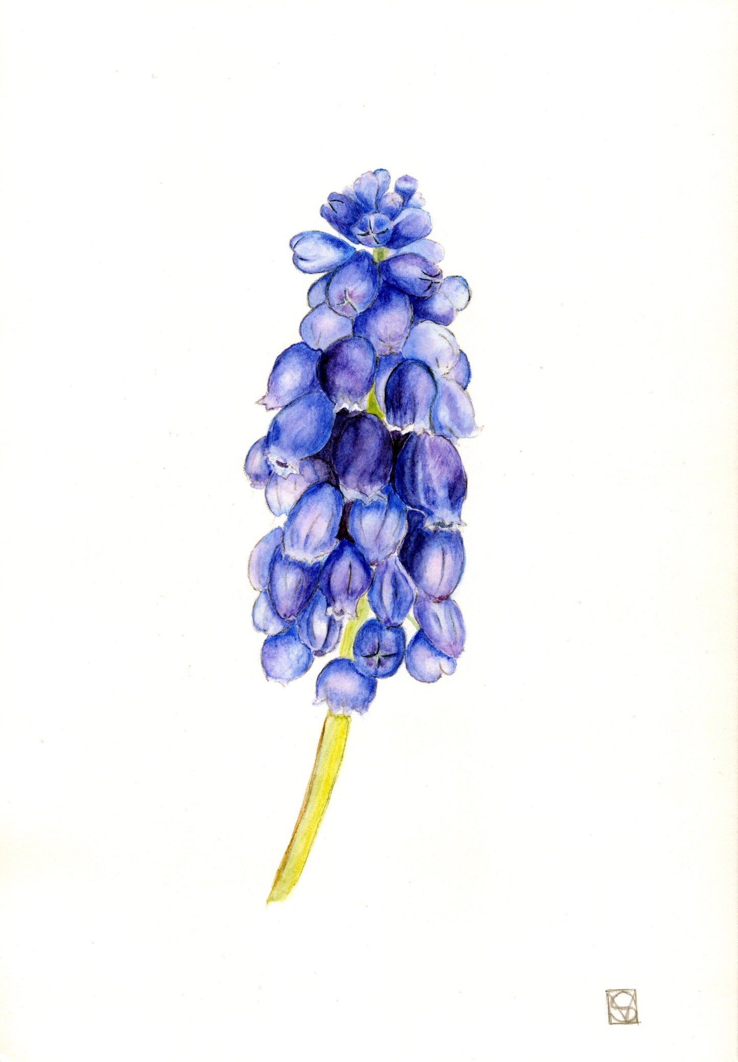 COURS 28 JUIN 2025 de 13h à 18h -Portraits botaniques, aquarelle et dessin