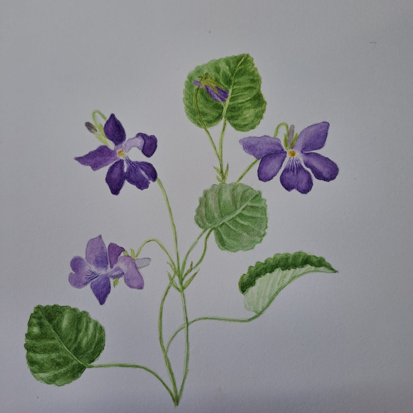COURS 19 JUILLET 2025 de 13h à 18h - Portraits botaniques, aquarelle et dessin