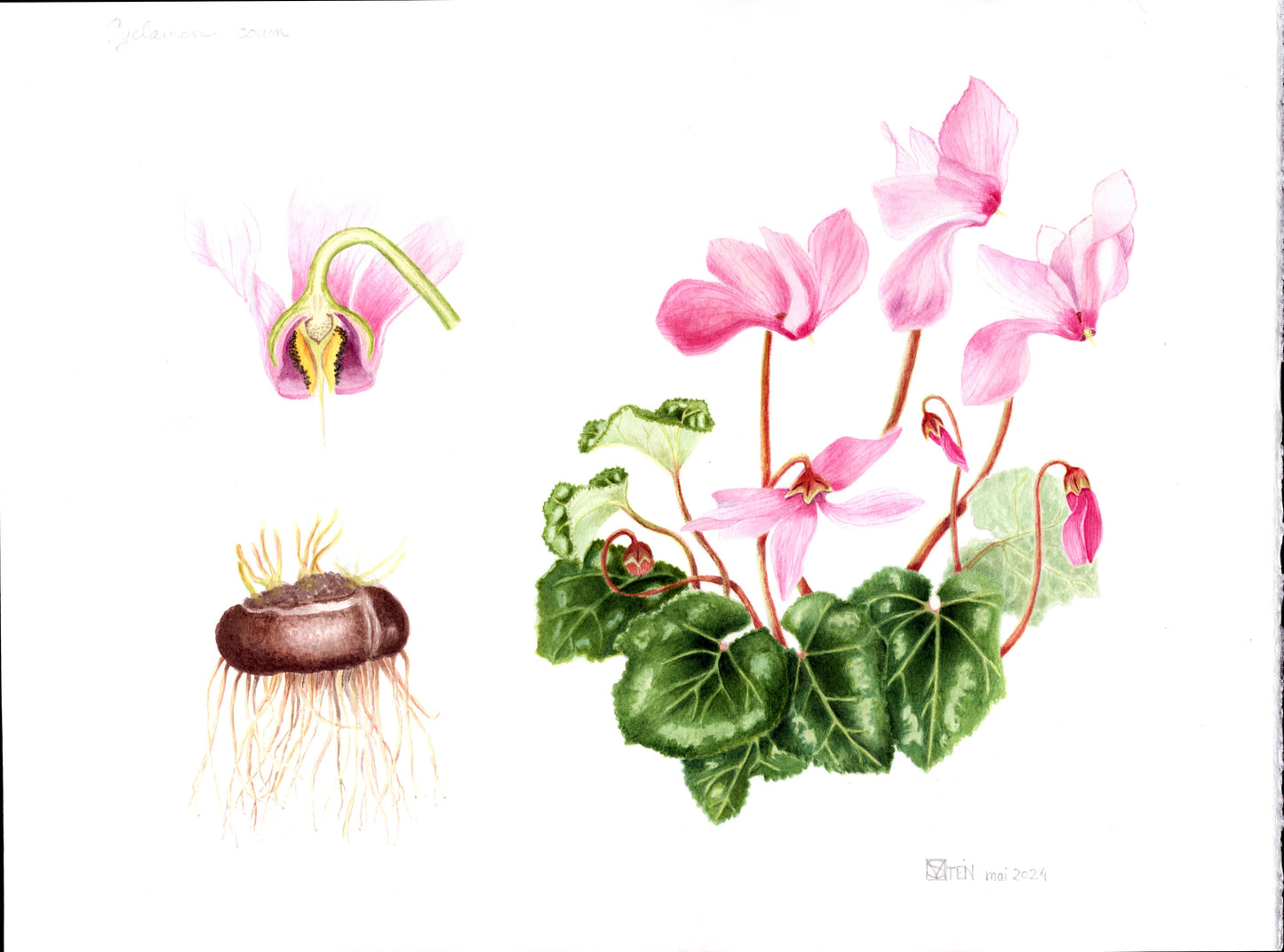 STAGE 2 JOURS - 29 et 30 MAI 2025 - Portraits botaniques, aquarelle et dessin.