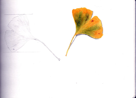 STAGE DE 2 JOURS -18 et 19 Octobre 2025 - Portraits botaniques Les Feuilles - Aquarelle et dessin