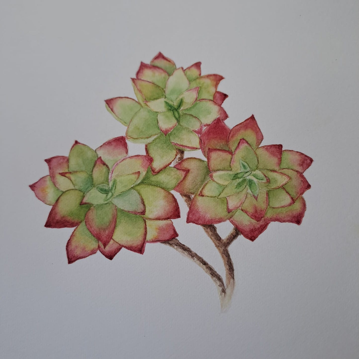 COURS 19 JUILLET 2025 de 13h à 18h - Portraits botaniques, aquarelle et dessin