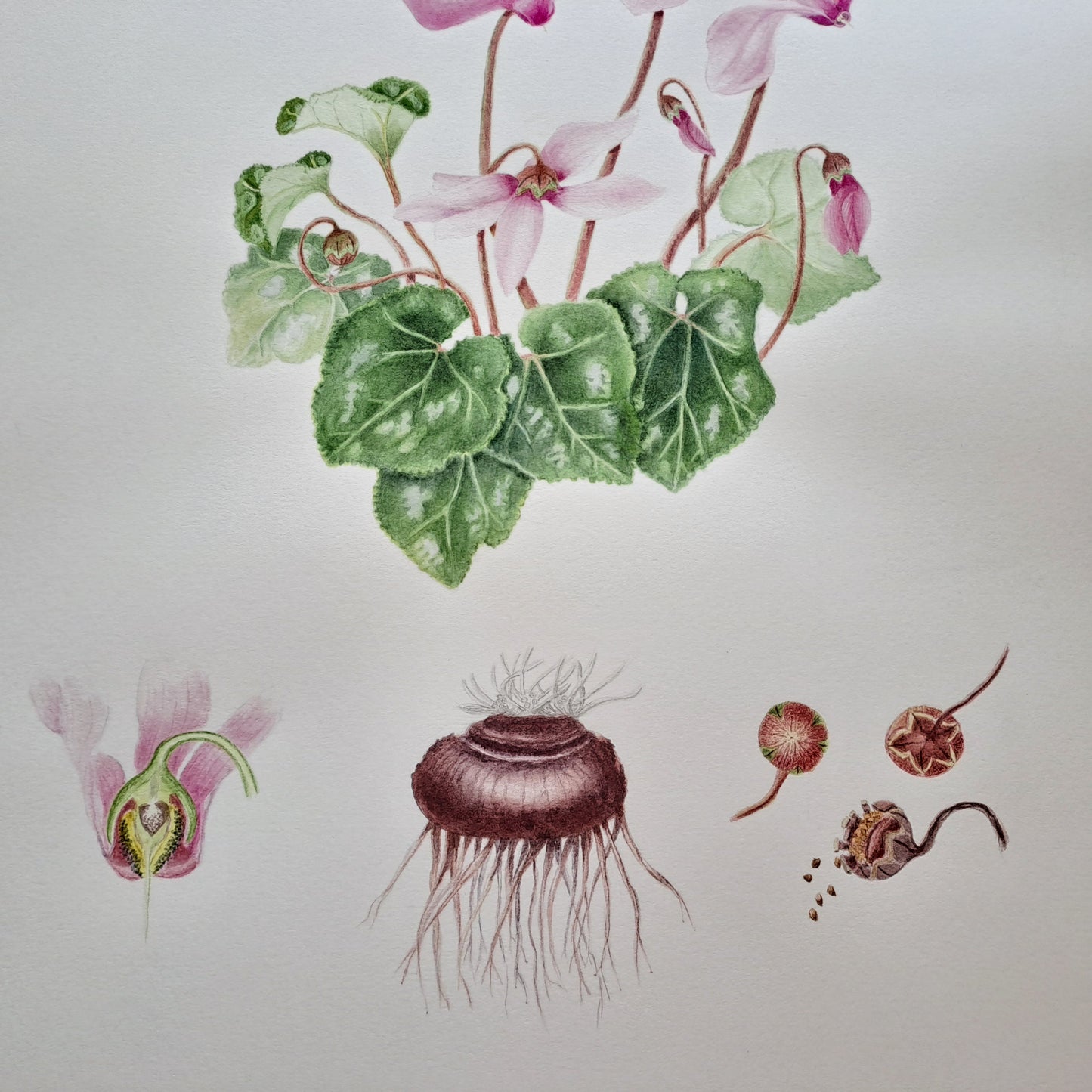 COURS 20 SEPTEMBRE 2025 de 13h à 18h - Portraits botaniques, aquarelle et dessin.