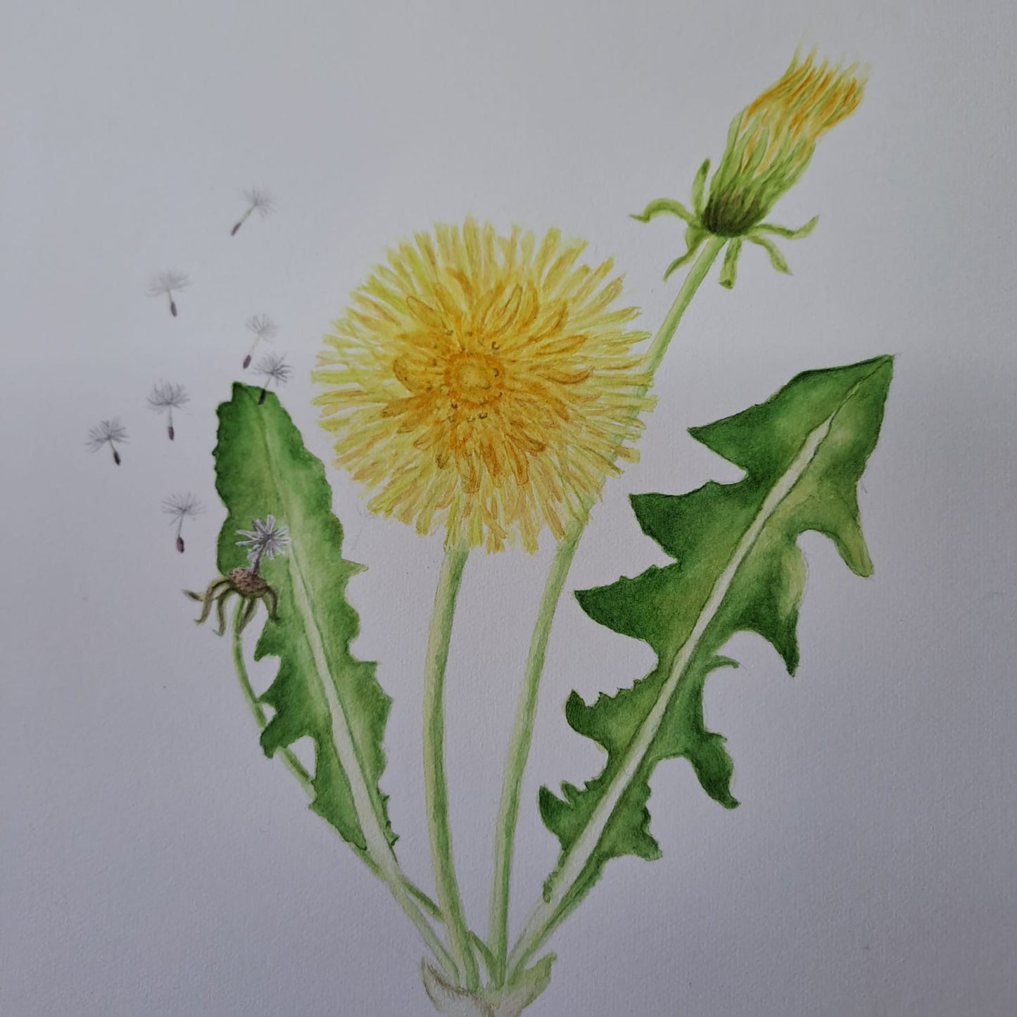 COURS 23 AOÛT 2025 de 13h à 18h - Portraits botaniques, aquarelle et dessin.